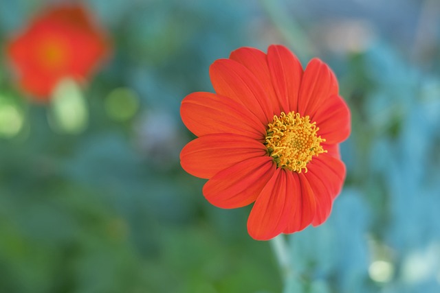 深圳新鹏城 深圳新鹏城